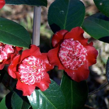 Camélia Lipstick - Camellia japonica