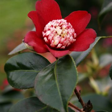 Camélia Lipstick - Camellia japonica