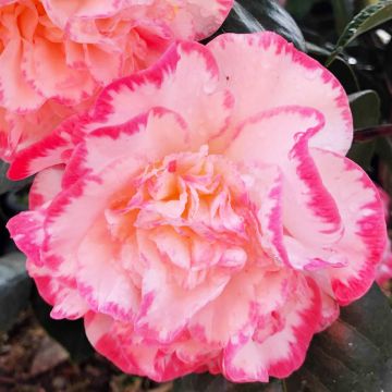 Camellia Margaret Davis - Japanische Kamelie