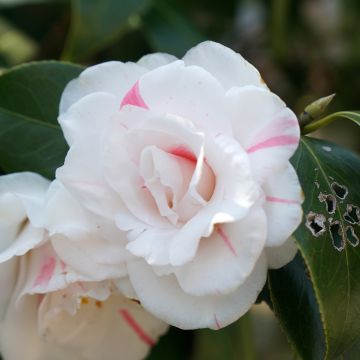 Camellia Montironi - Japanische Kamelie