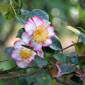 Camellia de Higo Okan - Japanische Kamelie