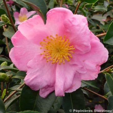 Camellia sasanqua Plantation Pink - Herbstblühende Kamelie