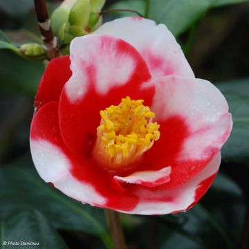 Camellia Robert Lasson - Japanische Kamelie