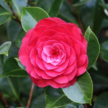 Camellia Roger Hall - Japanische Kamelie