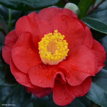 Camellia San dimas - Japanische Kamelie