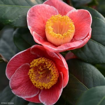 Camellia Sanpei Tsubaki - Japanische Kamelie