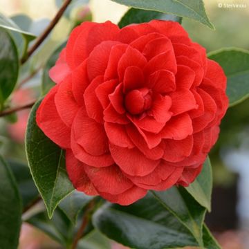 Camellia Stromboli - Japanische Kameliegoda - Kamelie