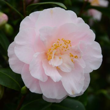 Camellia Virginia Robinson - Japanische Kamelie