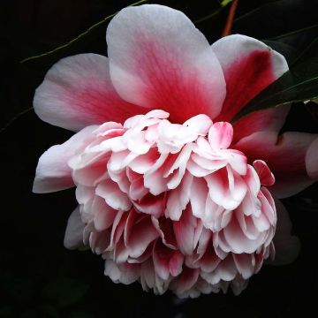 Camellia Volunteer - Japanische Kamelie