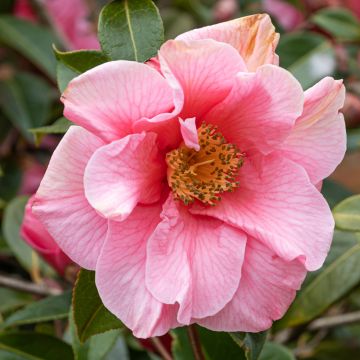 Camellia lutchuensis Sweet Emily Kate - Kamelie