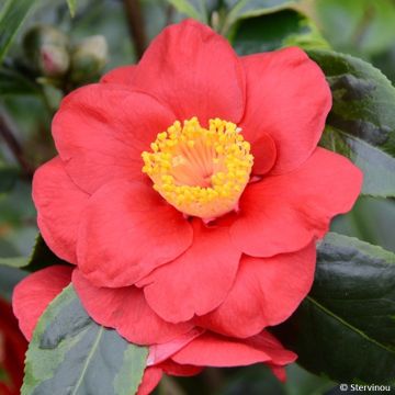 Camellia japonica Painter's Palette - Japanische Kamelie