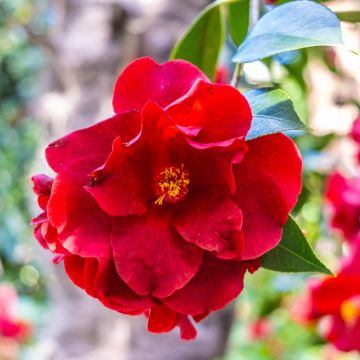 Camellia Royal Velvet - Kamelie