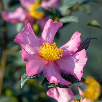 Camellia sasanqua Cleopatra - Herbstblühende Kamelie