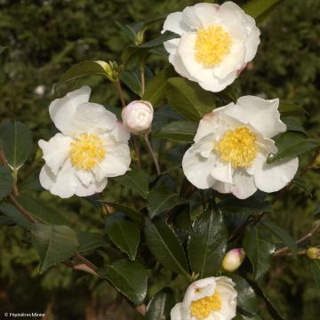 Camellia sasanqua Hinode-Gumo - Herbstblühende Kamelie