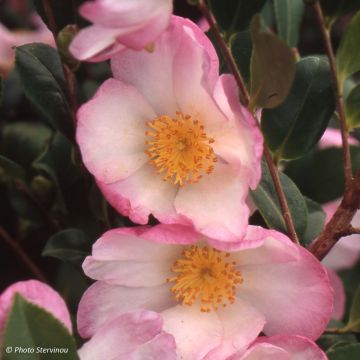 Camellia sasanqua Versicolor - Herbstblühende Kamelie