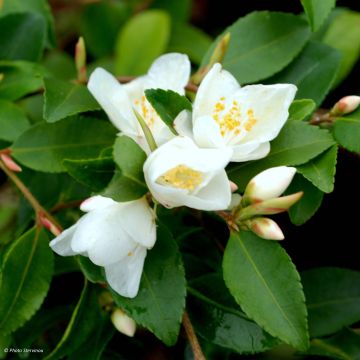 Camellia lutchuensis - Kamelie