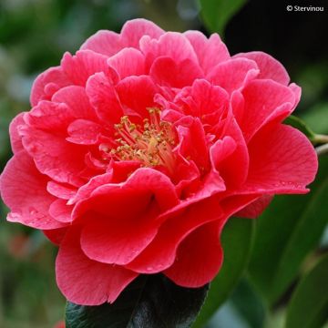 Camellia reticulata Dr Clifford Parks - Kamelie