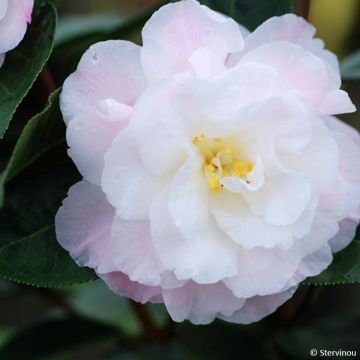 Camellia reticulata Ile Crozet - Kamelie