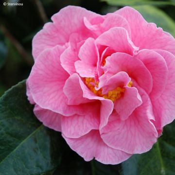 Camellia reticulata Lasca Beauty - Kamelie