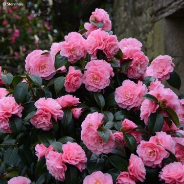 Camellia reticulata Lovely Lady - Kamelie