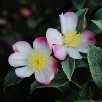 Camellia sasanqua Variegata - Herbstblühende Kamelie