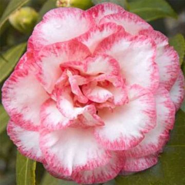 Camellia Betty's Beauty - Kamelie