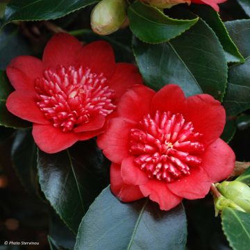 Camellia Bob's Tinsie - Japanische Kamelie