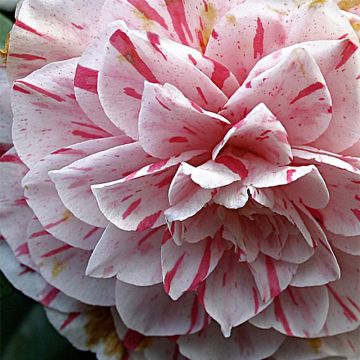 Camellia Bonomiana - Japanische Kamelie