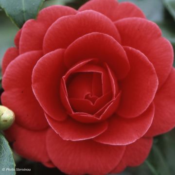 Camellia Coquetti - Japanische Kamelie