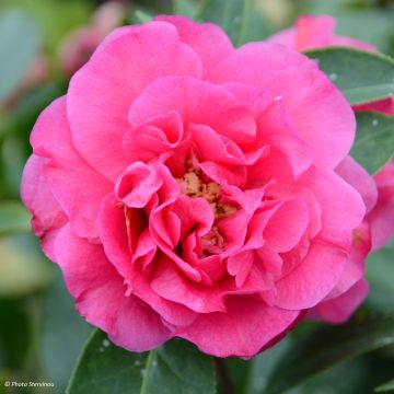 Camellia reticulata Fiesta Grande - Kamelie