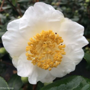 Camellia de Higo Fuji - Japanische Kamelie