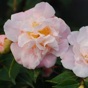 Camellia lutchuensis High Fragrance - Kamelie