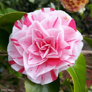 Camellia Lavinia Maggi - Japanische Kamelie