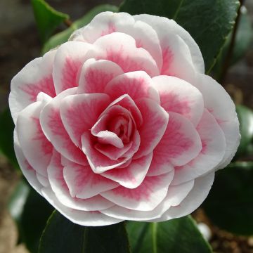 Camellia Look Away - Kamelie