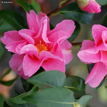 Camellia williamsii Lucky Star - Kamelie