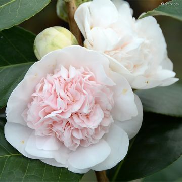 Camellia Marie-Galante - Japanische Kamelie