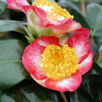 Camellia de Higo Okan - Japanische Kamelie