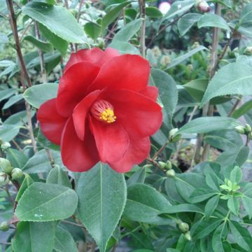 Camellia Royal Velvet - Kamelie