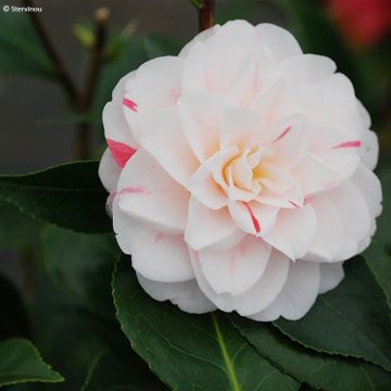 Camellia Stacy Susan - Japanische Kamelie