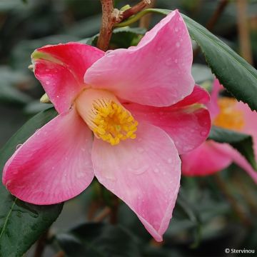 Camellia williamsii Tulip Time - Kamelie