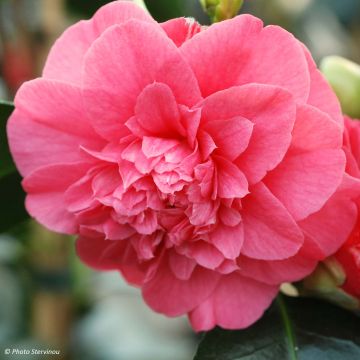 Camellia chandleri Elegans - Japanische Kamelie