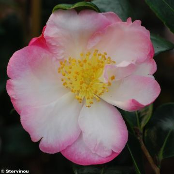 Camellia Gay Border - Kamelie