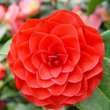 Camellia Roger Hall - Japanische Kamelie