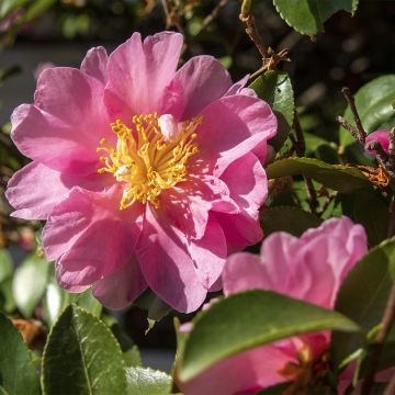 Camellia sasanqua Belinda - Herbstblühende Kamelie