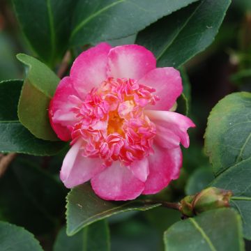 Camellia sasanqua Choji Guruma - Herbstblühende Kamelie