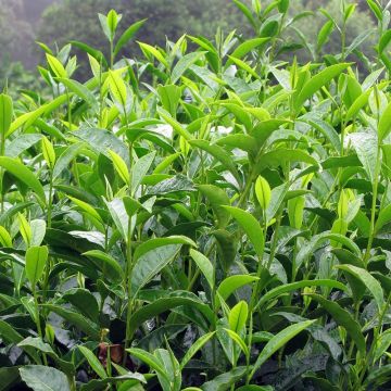 Camellia sinensis - Chinesischer Teestrauch