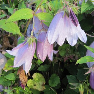 Campanule hybride - Campanula Iridescent Bells