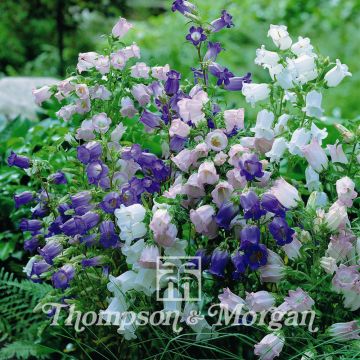 Marien-Glockenblume Mix (Samen) - Campanula medium