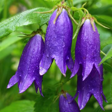 Campanula Sarastro - Großblütige Glockenblume