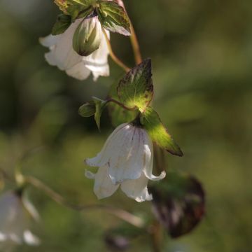 Campanula Wedding Bells  - Campanule double